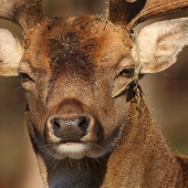 Daniel škvrnitý - Dama dama