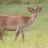 jeleň lesný