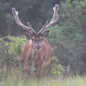 jeleň lesný