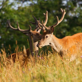 pozri zas nás fotí