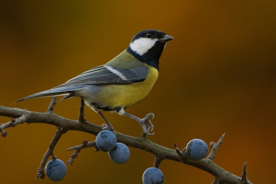 Parus major