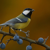 Parus major