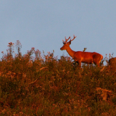 Jelienok pri západe slnka