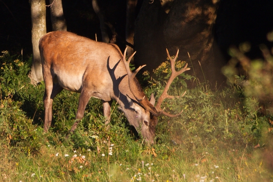 jeleň