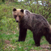 medvedík
