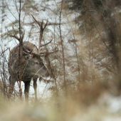 jeleň lesný