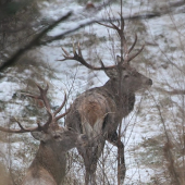 jeleň lesný