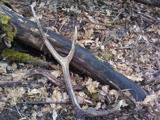 minulorocny zhod...potesilo moj prvy nalez:D