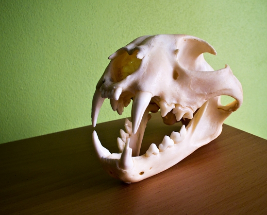 Otcov strieborný rys