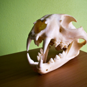 Otcov strieborný rys