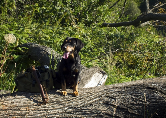 neboj, ja to postrážim!!