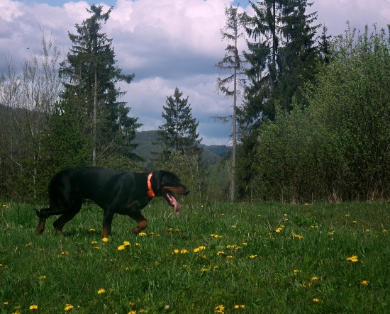 kašlem na to, budem stavač :)