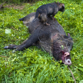 Badyho prva skusenost