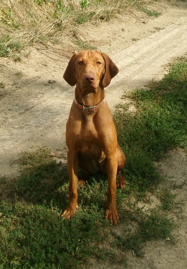 Broomhilda - Viva la Vizsla