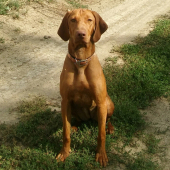 Broomhilda - Viva la Vizsla