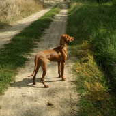 Broomhilda - Viva la Vizsla
