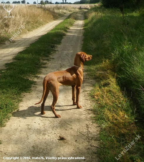 Broomhilda - Viva la Vizsla