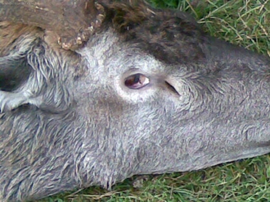 poplatkovy-jelen bez oka