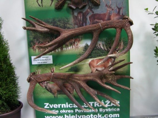 REKORDNE ZHODY-274,19 z obora  Biely potok