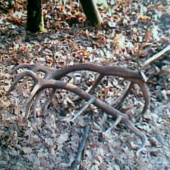 krasna spomienka r.2008 2x