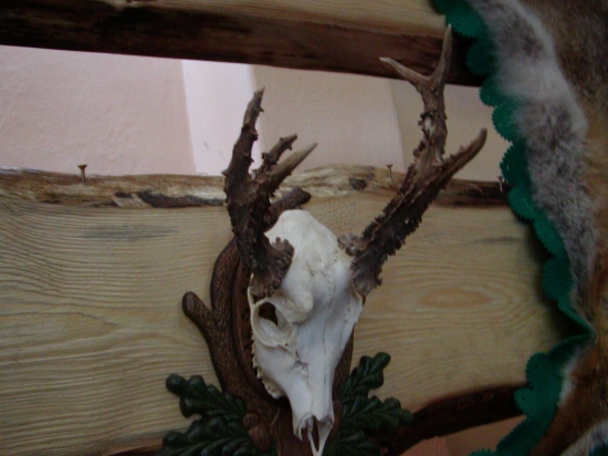 krásna srnčia abnormalita