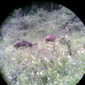 rodinka na prechadzke-foto cez dalekohlad