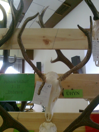 jelen-prvé parožie