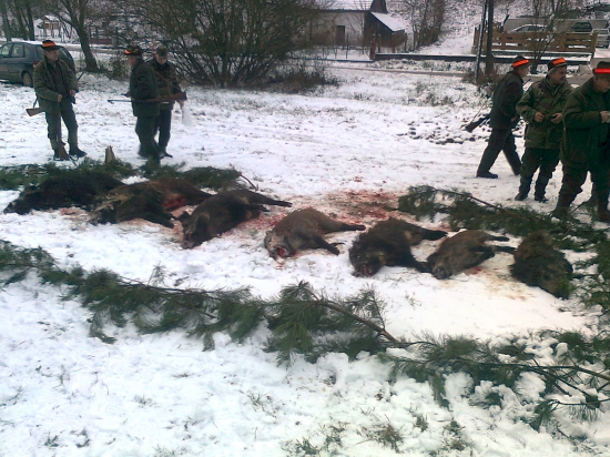 Spoločná polovačka na diviaky