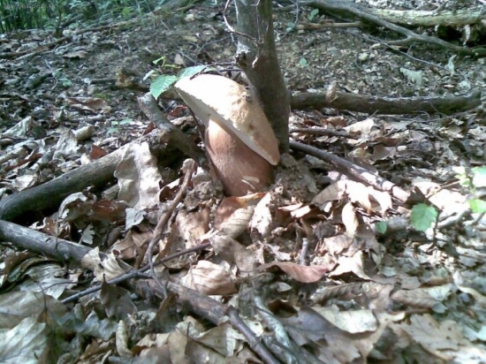 v stiesnenych podmienkach