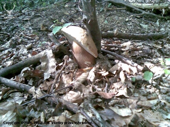 v stiesnenych podmienkach