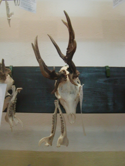 - srnčia abnormalita