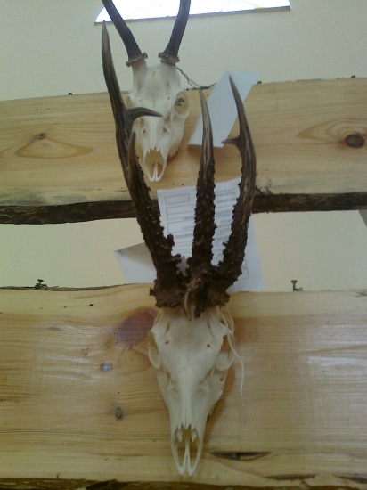 Krásna srnčia abnormalita