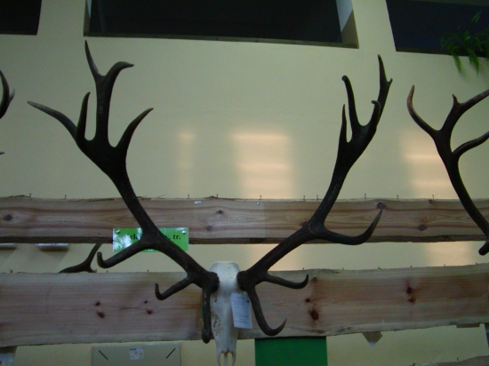 CHOVATELSKA PREHLIADKA TROFEJI-zlatý jelen 214,58cic,vek-11r.