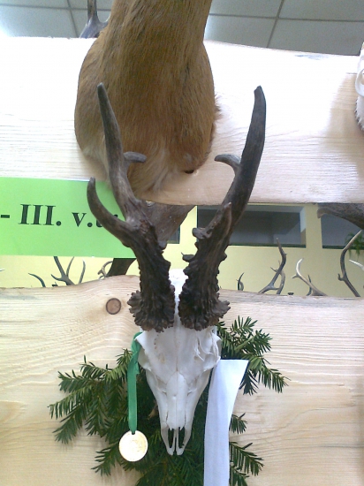 CHOVATELSKA PREHLIADKA TROFEJI-zlatý srnec 135,05cic