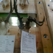 srnčia abnormalita