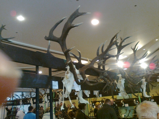 Jeleň genetika vapit -211,00 cic, vek 8-r.ejejej