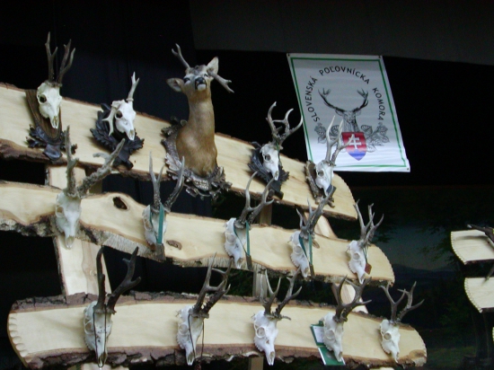 KRÁSNA EXPOZÍCIA SRNČÍCH TROFEJÍ