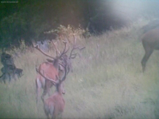 jelene na pastve