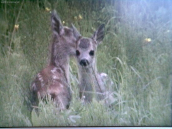 srncata -cca. tyzden po narodeni