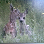 srncata -cca. tyzden po narodeni