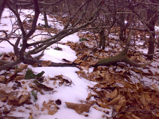 a nie a nie tohoročný