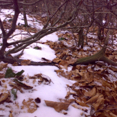 a nie a nie tohoročný