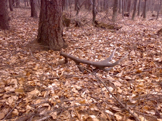 To bola moja túžba ...