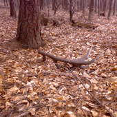 To bola moja túžba ...