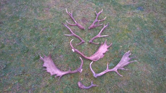 v nedeľu išla karta