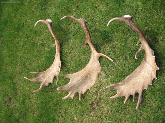 hladám k nim do páry, píšte mi :-)))