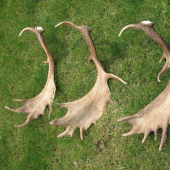 hladám k nim do páry, píšte mi :-)))