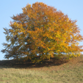 Posledné zvyšky jesene