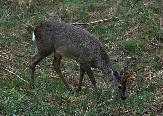 mladík