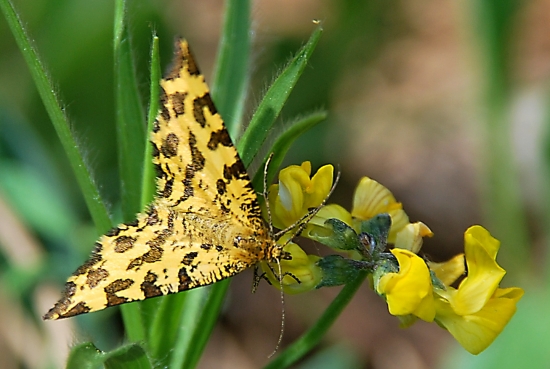 listnatka hluchavková